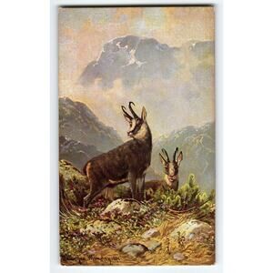 Original Signed Muller Artist Card of Alpine Chamois in Mountain Landscape